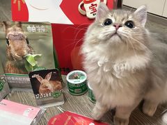 -欣宠猫屋·矮脚拿破仑·蓝金金渐层