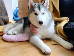 -Husky Go! 哈士奇体验馆·宠物咖啡厅狗咖