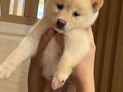 -柴犬小屋·柴餐厅·狗咖食堂(金鼎广场店)