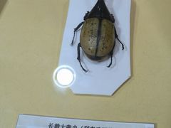 -上海大自然野生昆虫馆(东方明珠·爬宠昆虫探索中心)