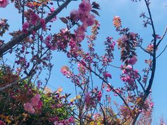 -高东镇樱花园
