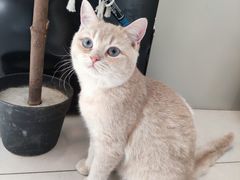 -平行世界·猫咖(首经贸店)