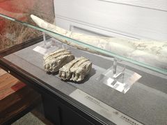 -烟台市博物馆