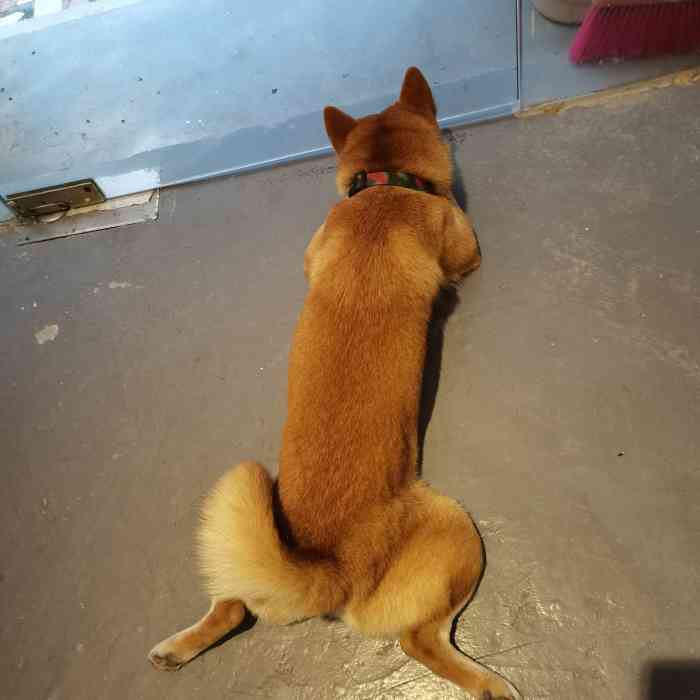 95次是牙套妹去撸柴犬,哈哈哈 环境,位置比较难找,导航也要注意提示