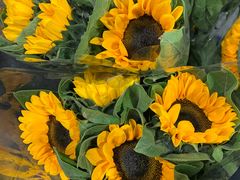 -溪岸路花鸟市场