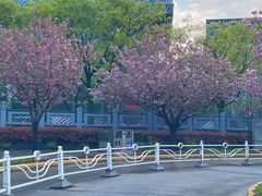 -嘉定紫藤园