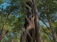 -中国科学院西双版纳热带植物园