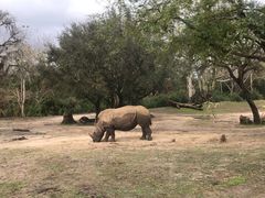 -奥兰多迪士尼动物王国乐园