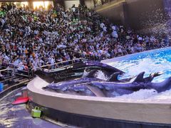 -帝企鹅自助餐厅•儿童岛•真企鹅(长隆企鹅酒店)