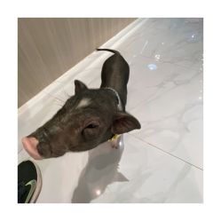 -Moni星球萌宠·小马宝莉·灵蛇·高端高阶全萌宠互动体验俱乐部(红豆国际广场店)