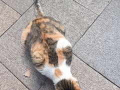 -西园寺素食(西园弄戒幢律寺店)