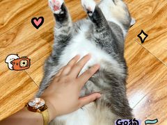 -MOCHA明星猫咖(田子坊店)