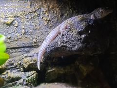 -海南热带野生动植物园