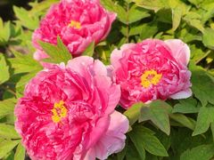 -莲花池公园