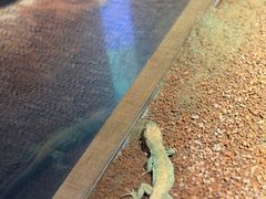 -帕帕拉兹宠物(亚洲旗舰店)