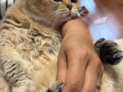 -中农大我爱我爱24h动物医院·中医针灸·猫专科·骨科医疗中心(双井店)