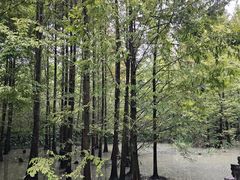 -桤木河湿地公园