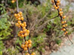 -叠溪松坪沟景区