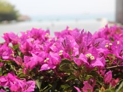 -三亚亚龙湾红树林度假酒店