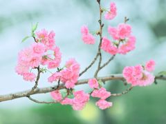 -天适樱花悠乐园