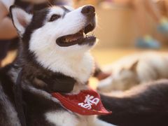 -Husky Go! 哈士奇体验馆·宠物咖啡厅狗咖
