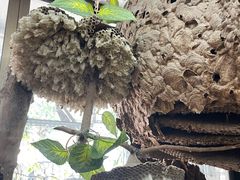 -世界昆虫与自然奇观博物馆
