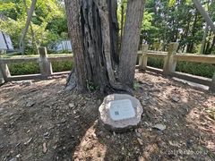 -上海佘山国家森林公园天马山园