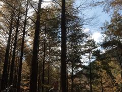 -四明山国家森林公园