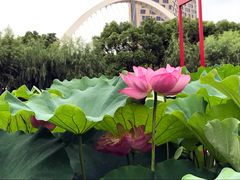 -陈家山荷花公园