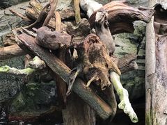 -大阪海游馆