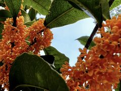 -北平印象.北京烤鸭.新京菜.融合菜(世贸店)