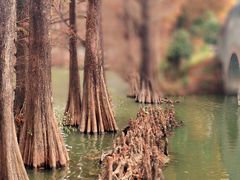-中国科学院华南植物园
