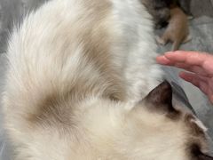-楼上猫咖(罗湖店)