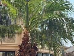 -上海浦东星河湾酒店