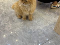 -爪爪喵星球·猫舍(前海卓越店)