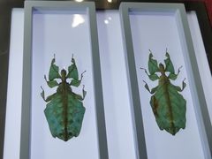 -上海昆虫博物馆