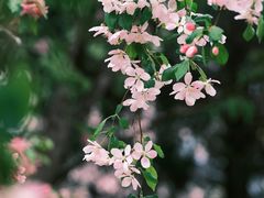 -海棠花溪(元大都城垣遗址公园)