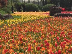 -上海鲜花港
