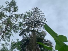 -南宁良凤江国家森林公园