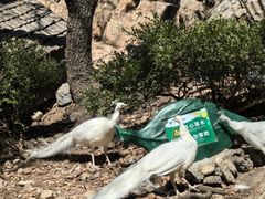 -大连森林动物园