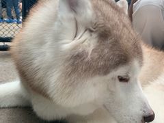-TrueLove @ Neverland (Husky Cafe)