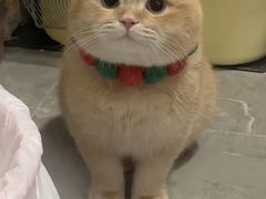 -浅森·龙凤筋SPA·私域调理