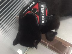 -瑞派福兴宠物医院犬猫全科·骨科·中西医结合(河东店)