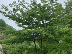 -大连天门山国家森林公园