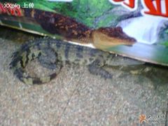 有鳄鱼肉-渔民新村(番禺总店)