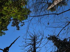 -天目山大树王景区