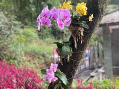 -广州市石门国家森林公园