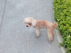 -芭比堂动物医院·犬猫全科·异宠专科(雁塔分院)