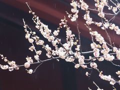 -青羊宫