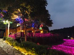 -大塘金香草谷